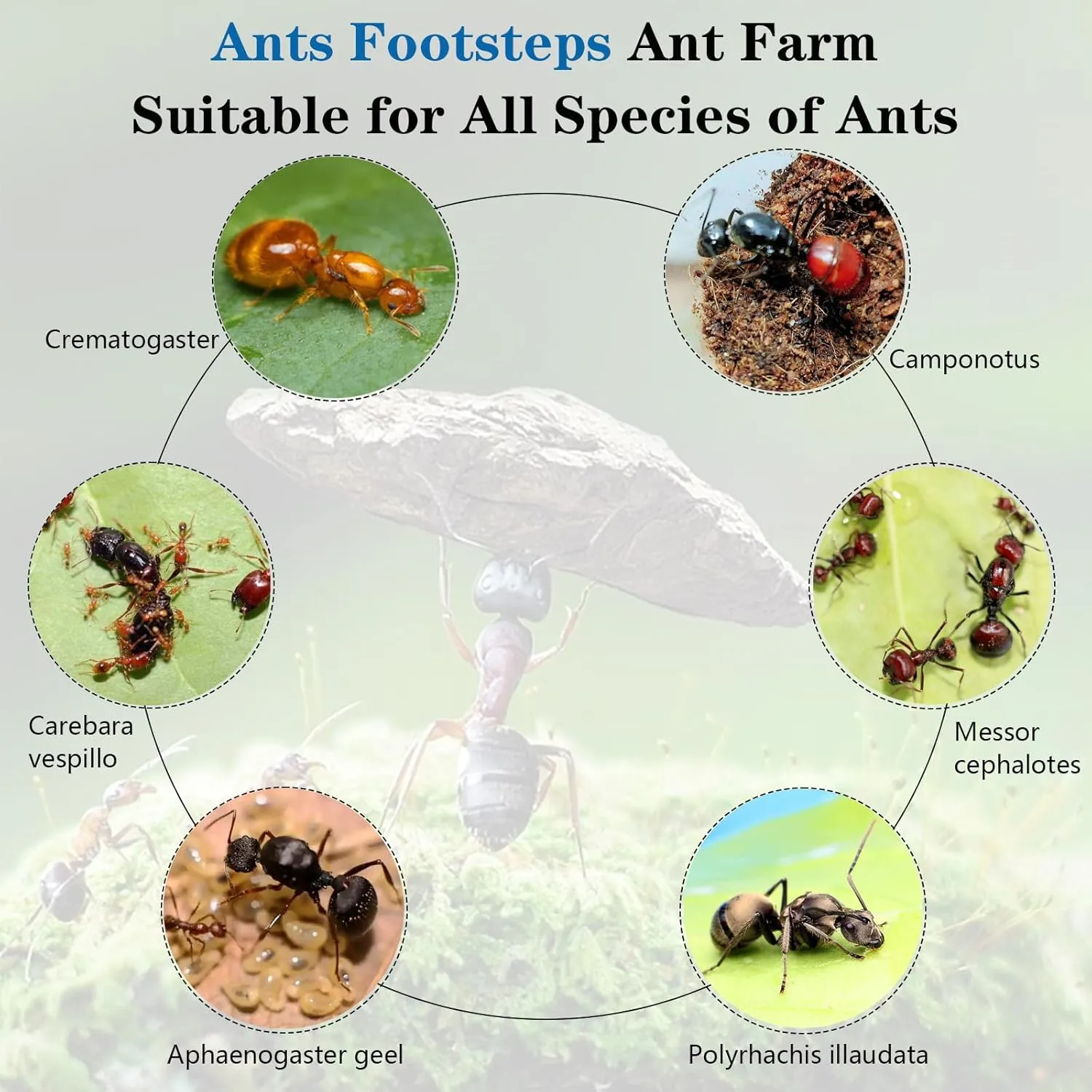 Ant Farm Nest STEM Science Learning Kit DIY Terrarium Kit Care for Live Ants Ant Habitat with Water Tower Nurturing Room and Comprehensive Observation-Set 3