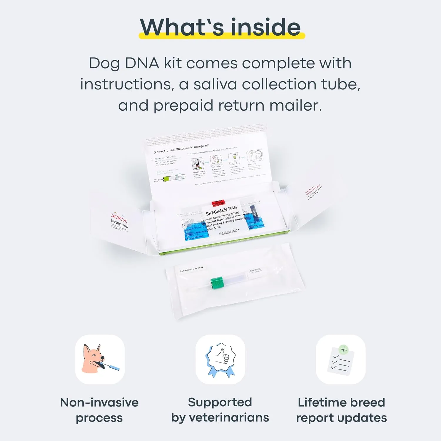 Basepaws Dog DNA Testing Kit - 300  Breeds, 280  Health Risks, and 30  Traits - Comprehensive Mixed Breed Identification, Pet DNA Test kit, Canine Genetic Ancestry and Heritage