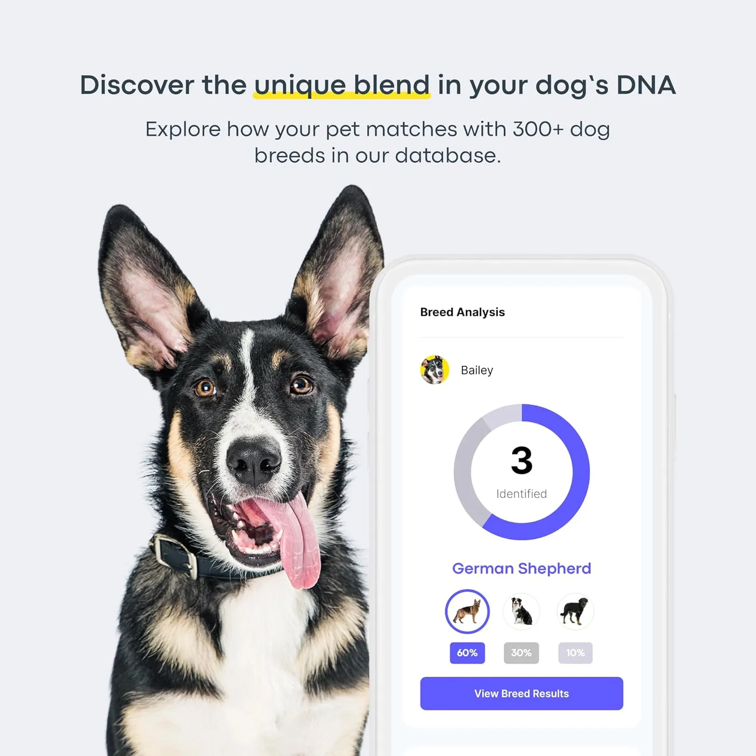 Basepaws Dog DNA Testing Kit - 300  Breeds, 280  Health Risks, and 30  Traits - Comprehensive Mixed Breed Identification, Pet DNA Test kit, Canine Genetic Ancestry and Heritage