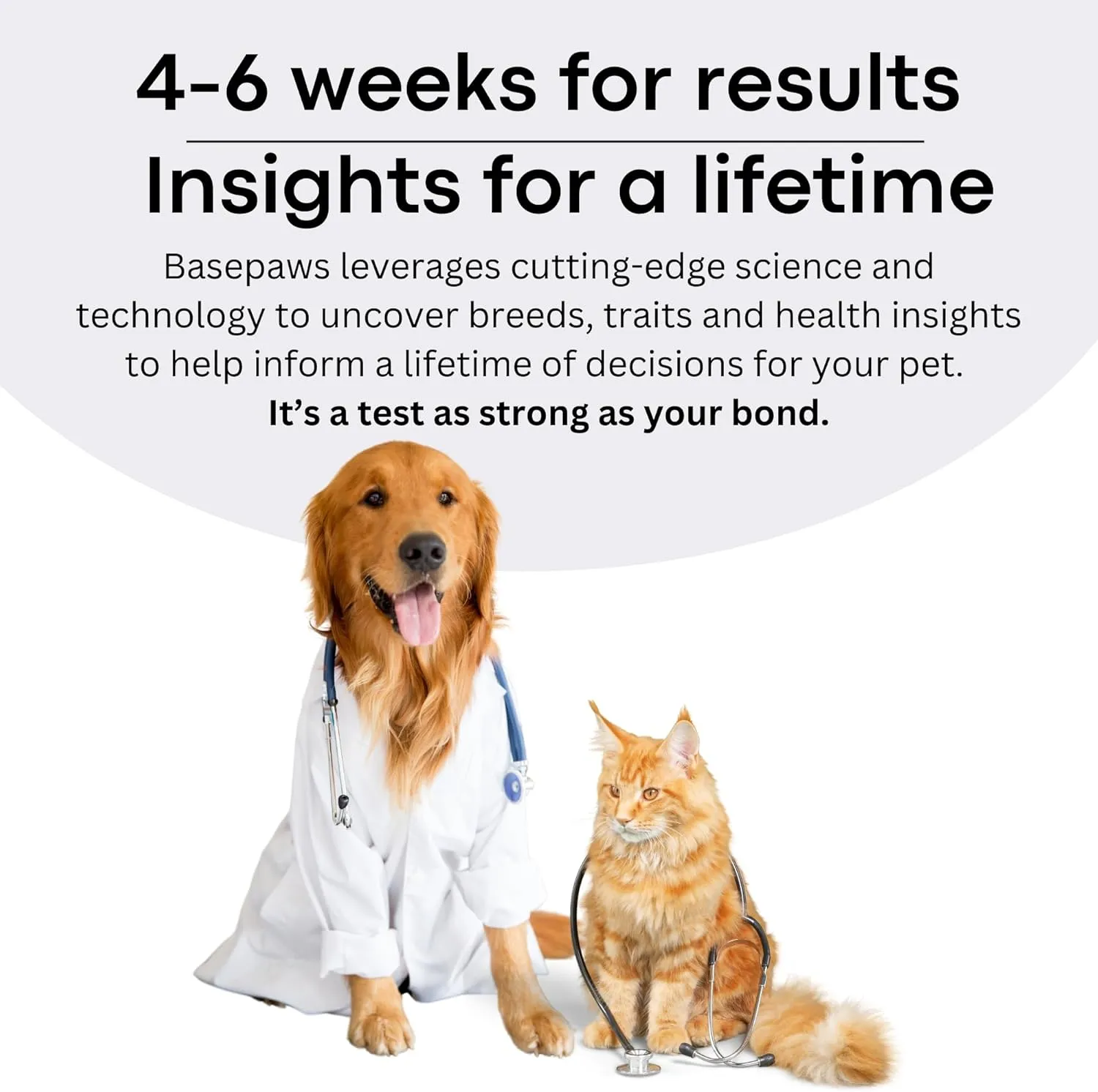 Basepaws Dog DNA Testing Kit - 300  Breeds, 280  Health Risks, and 30  Traits - Comprehensive Mixed Breed Identification, Pet DNA Test kit, Canine Genetic Ancestry and Heritage