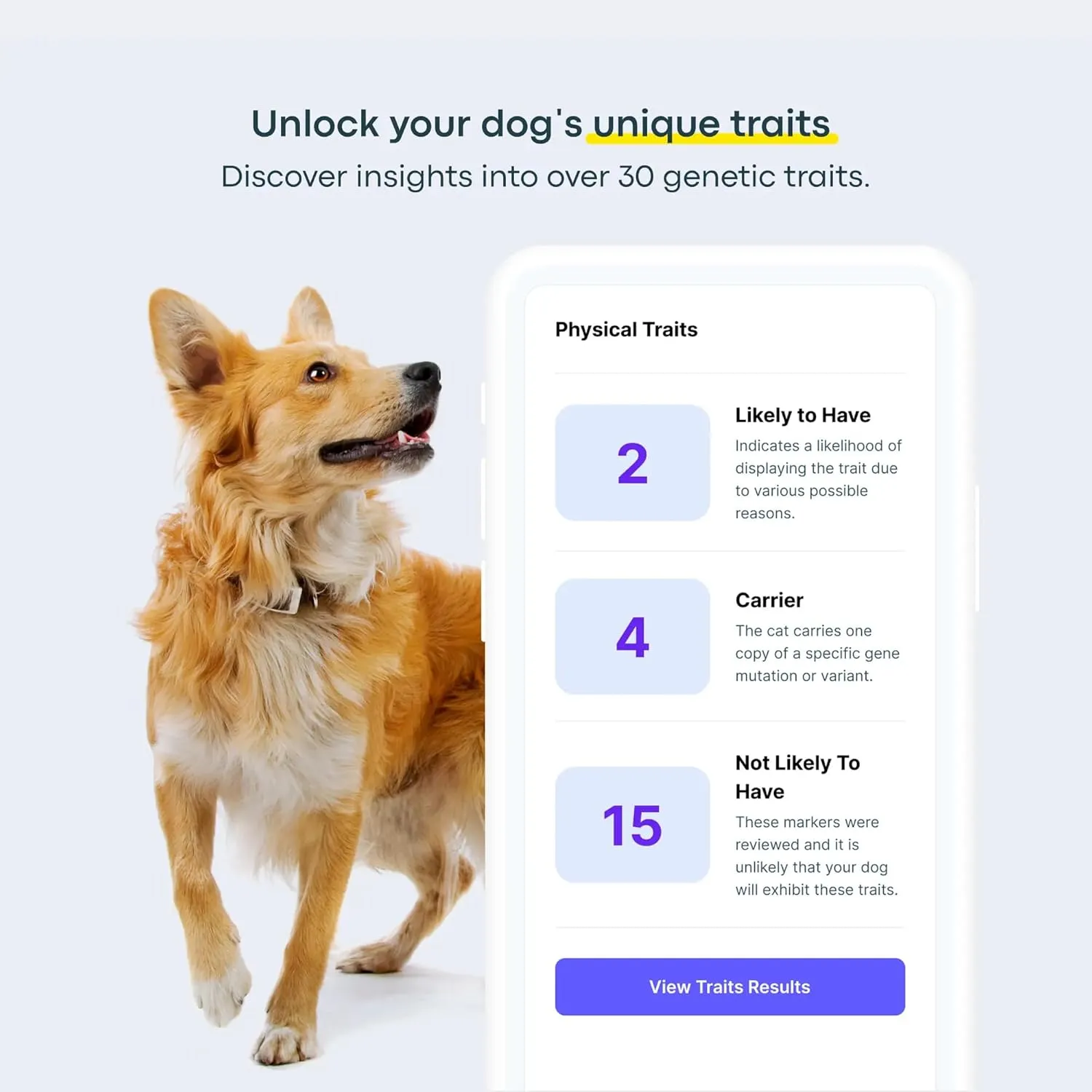 Basepaws Dog DNA Testing Kit - 300  Breeds, 280  Health Risks, and 30  Traits - Comprehensive Mixed Breed Identification, Pet DNA Test kit, Canine Genetic Ancestry and Heritage